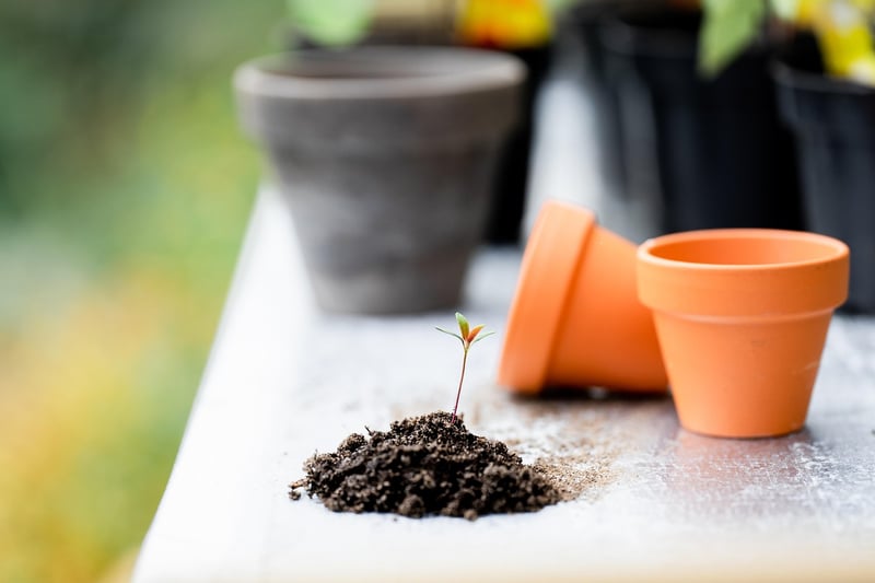 Wizardly Plant Care