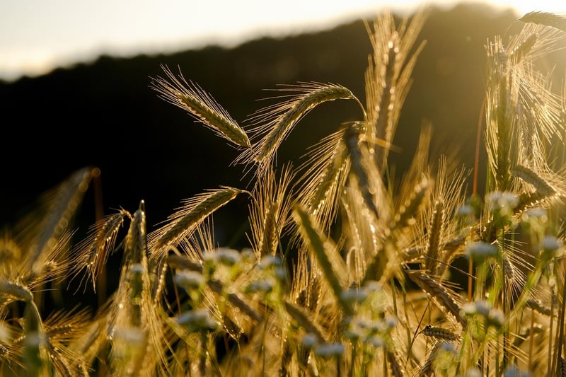 Agriculture Field
