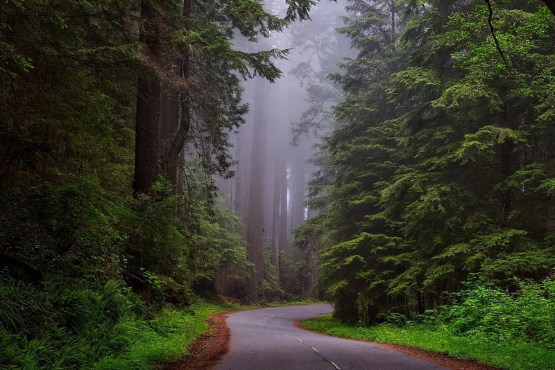 Elven Forest